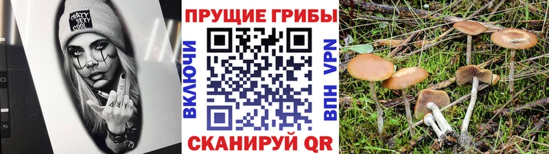 Галлюциногенные грибы мицелий  ссылка на мегу как войти  Саратов 